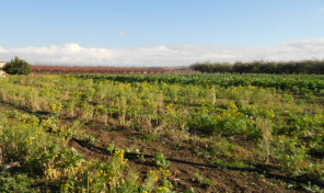Terreno agricolo nel territorio di Cupello rif. 94