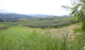 Terreno nel territorio di Cupello (Montalfano) rif.31